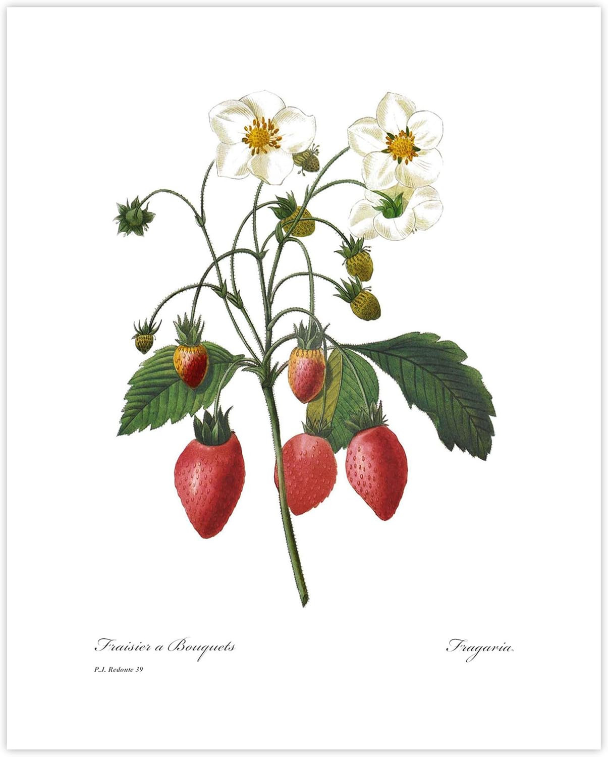 CLOUD NINE PRINTS Strawberry Art, French Botanical Print - Berry Red Wall Art, Vintage Fruit Kitc... | Amazon (US)