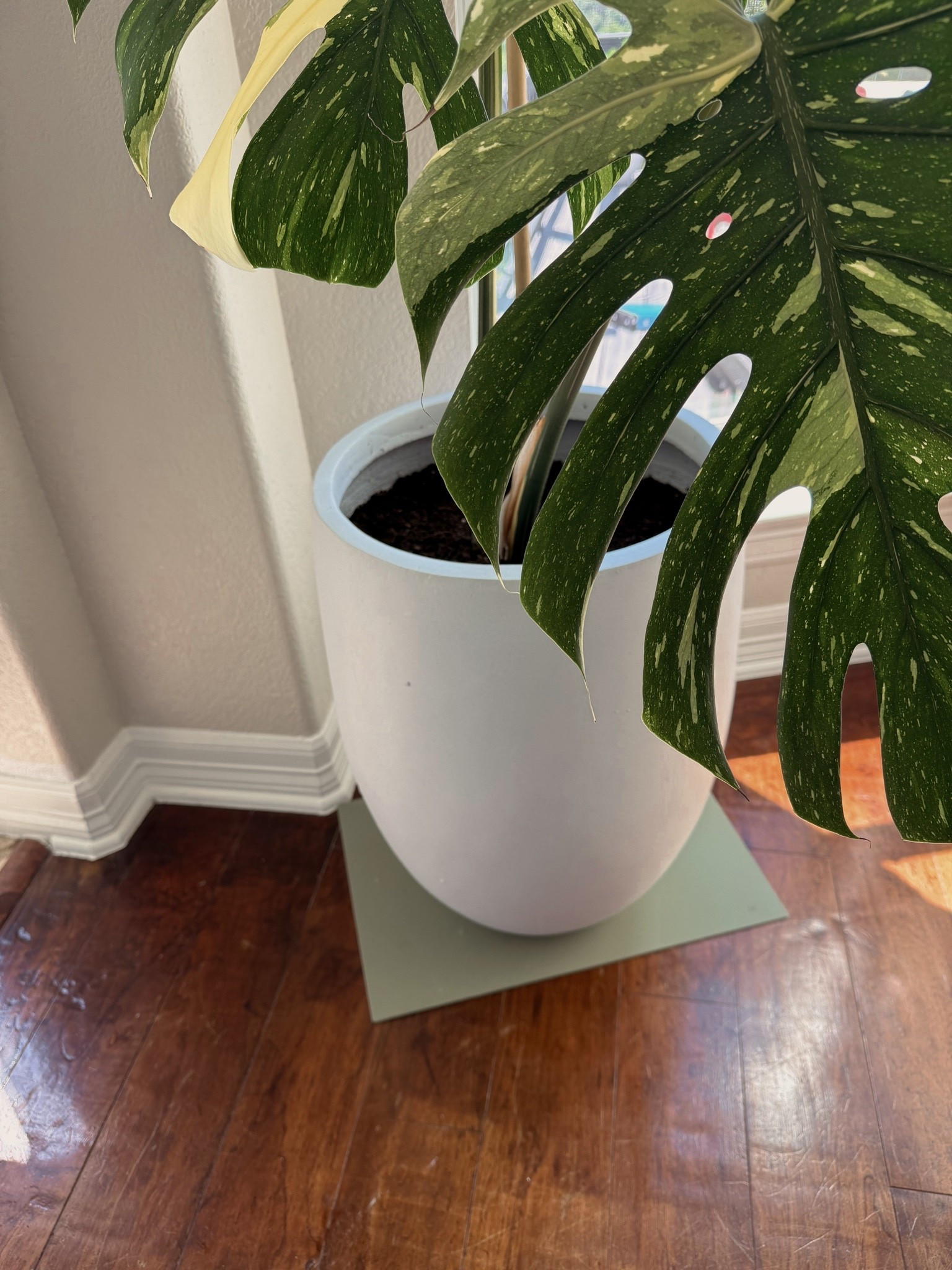 Indoor/outdoor white concrete planters!