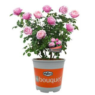 2 Gal. Cathedral Bells Rose with Pink Flowers | The Home Depot