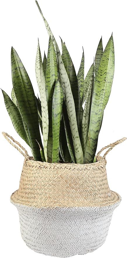 Costa Farms Snake Live Indoor Plant 20-Inches Tall, 2-Feet, Sansevieria Zeylanica | Amazon (US)