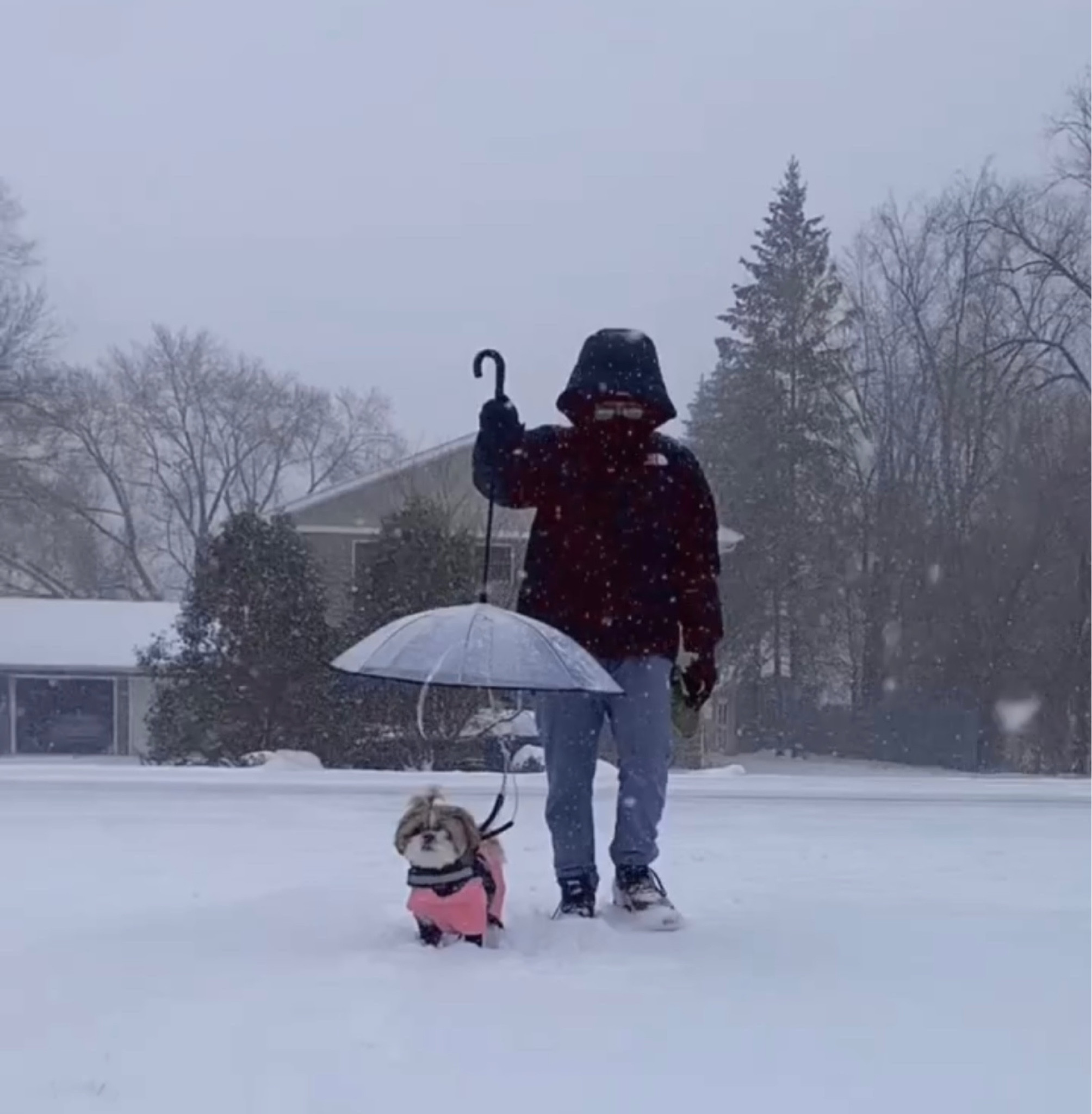 Dog umbrella 

#LTKSeasonal #LTKtravel #LTKFind