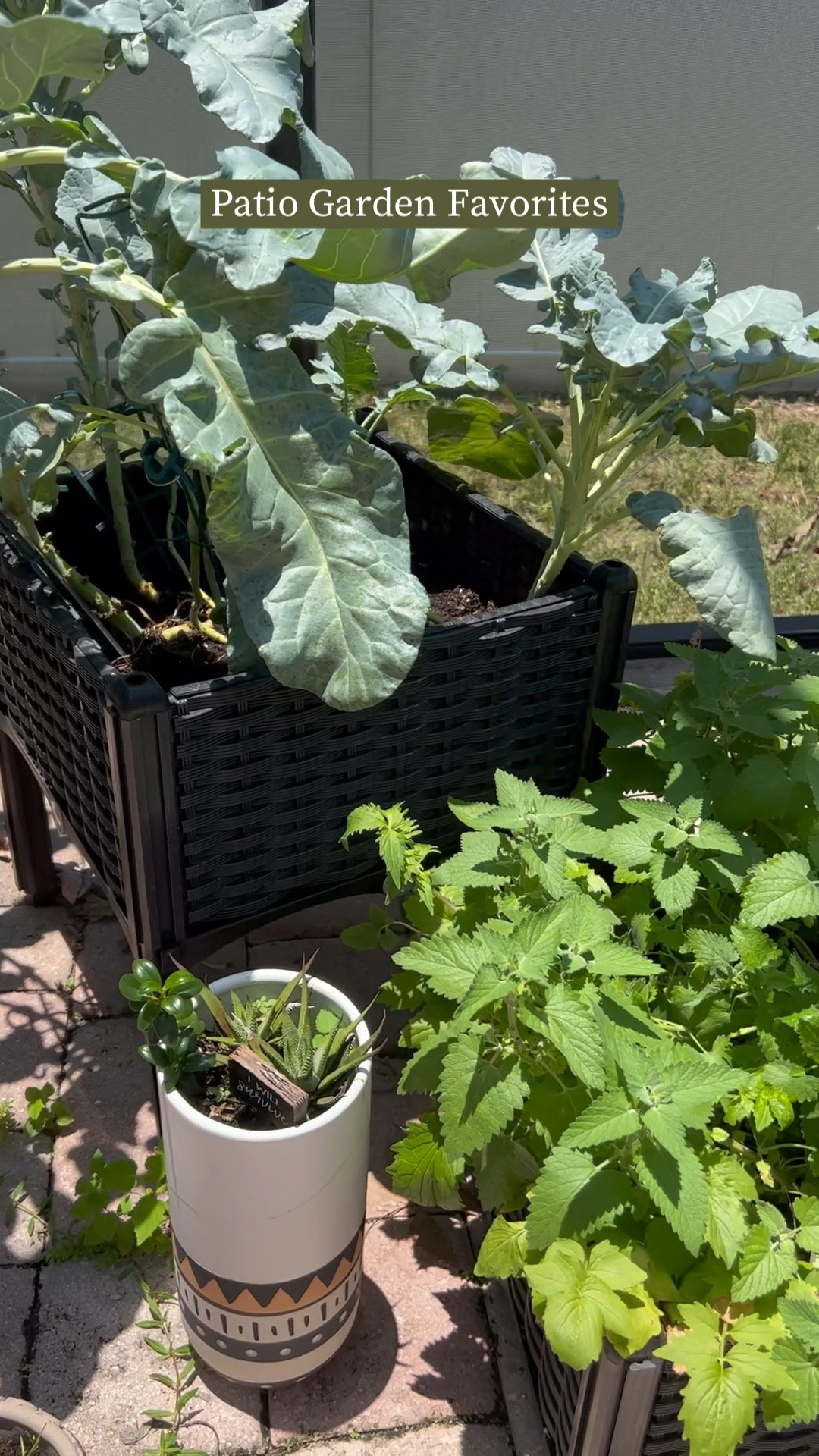 My patio garden favorites 🪴 here are the useful tools, planters, and seed packs that helped me build my new garden!

#LTKGiftGuide #LTKhome #LTKSeasonal