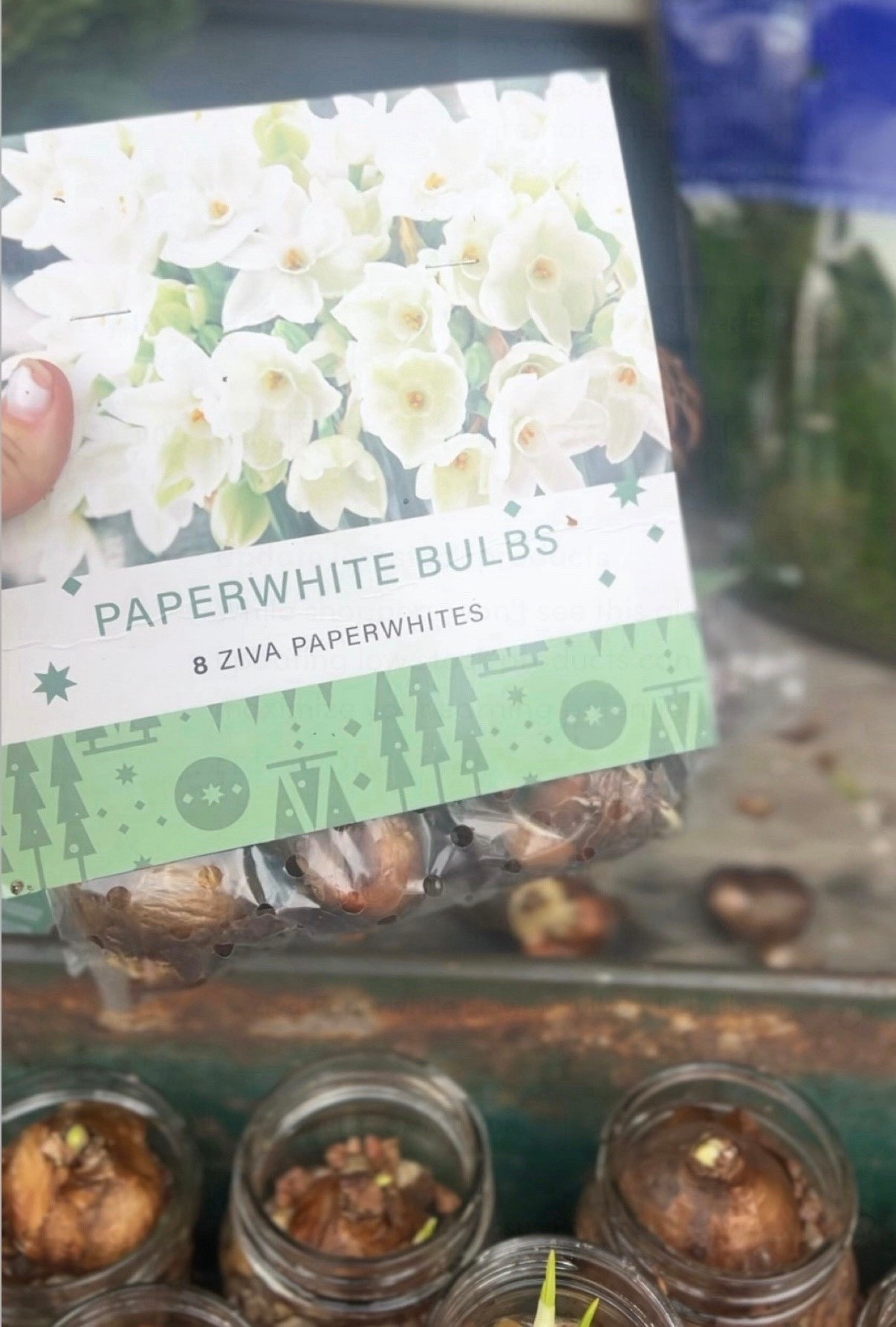 Paperwhite bulbs are here and I’m so excited to share them! I used the Ziva variety last year and some people say they can be a little strong in scent, so if you want something softer you can try Inbal instead. Both are absolutely gorgeous. I linked a few options below if you want to grow some too!

#LTKHoliday #LTKSeasonal #LTKHome

#LTKSeasonal #LTKHoliday #LTKdayinmylife