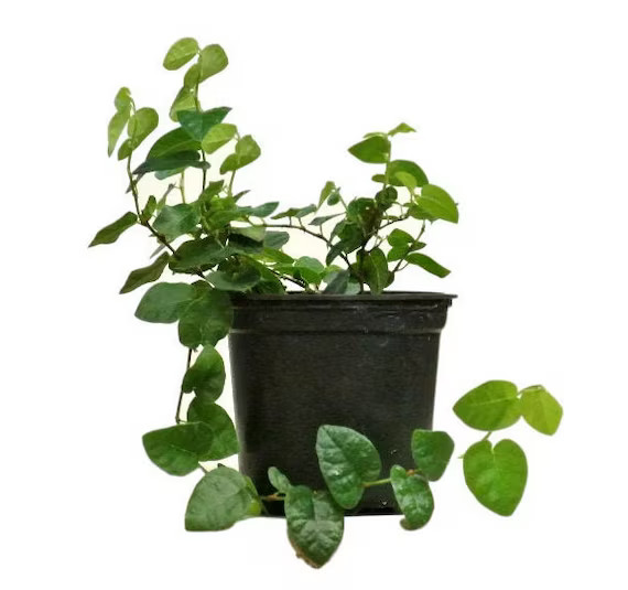 Creeping Fig ficus Pumila Vine | Etsy | Etsy (US)