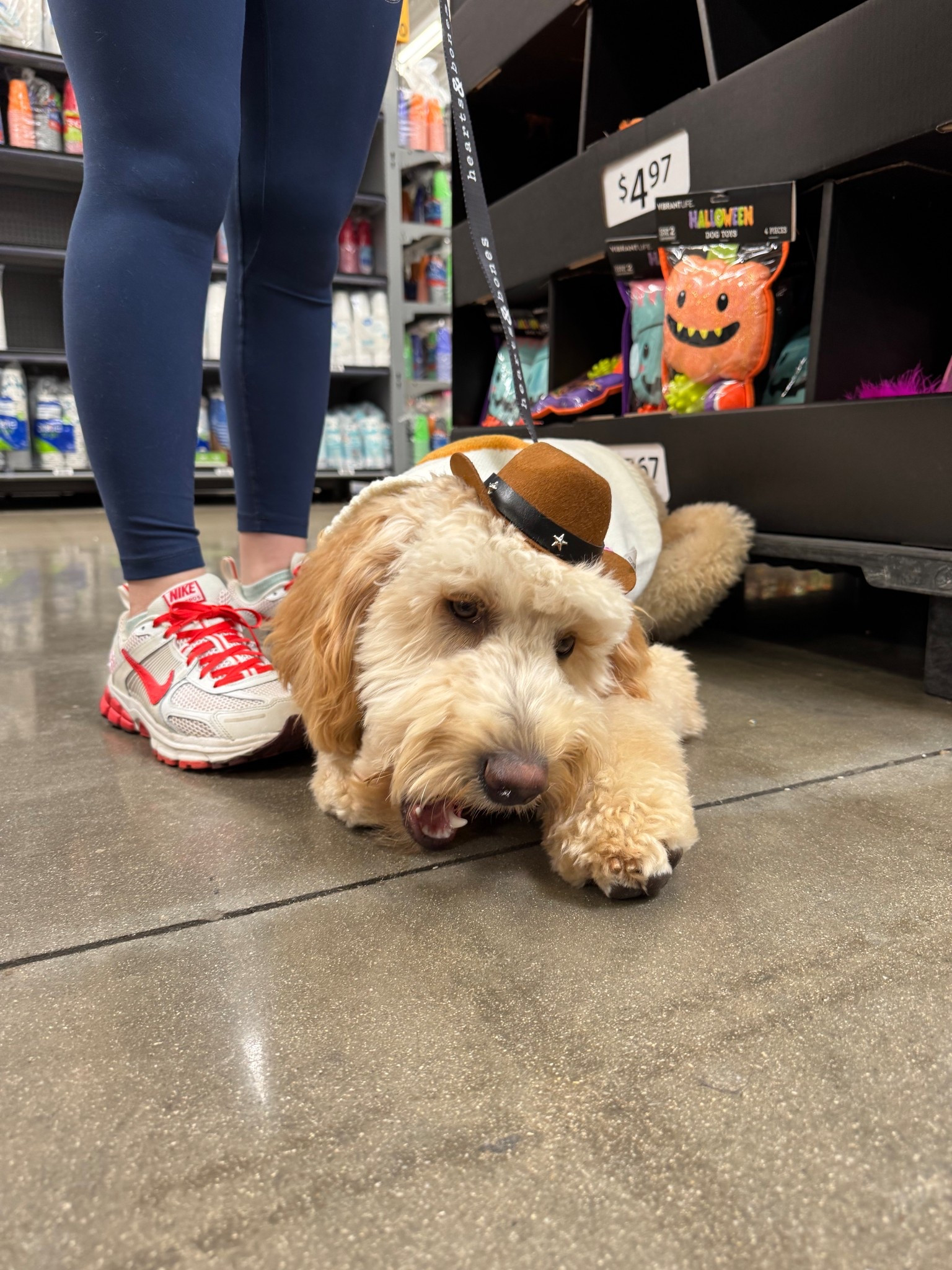 Yee haw! 🤠 

#LTKPets