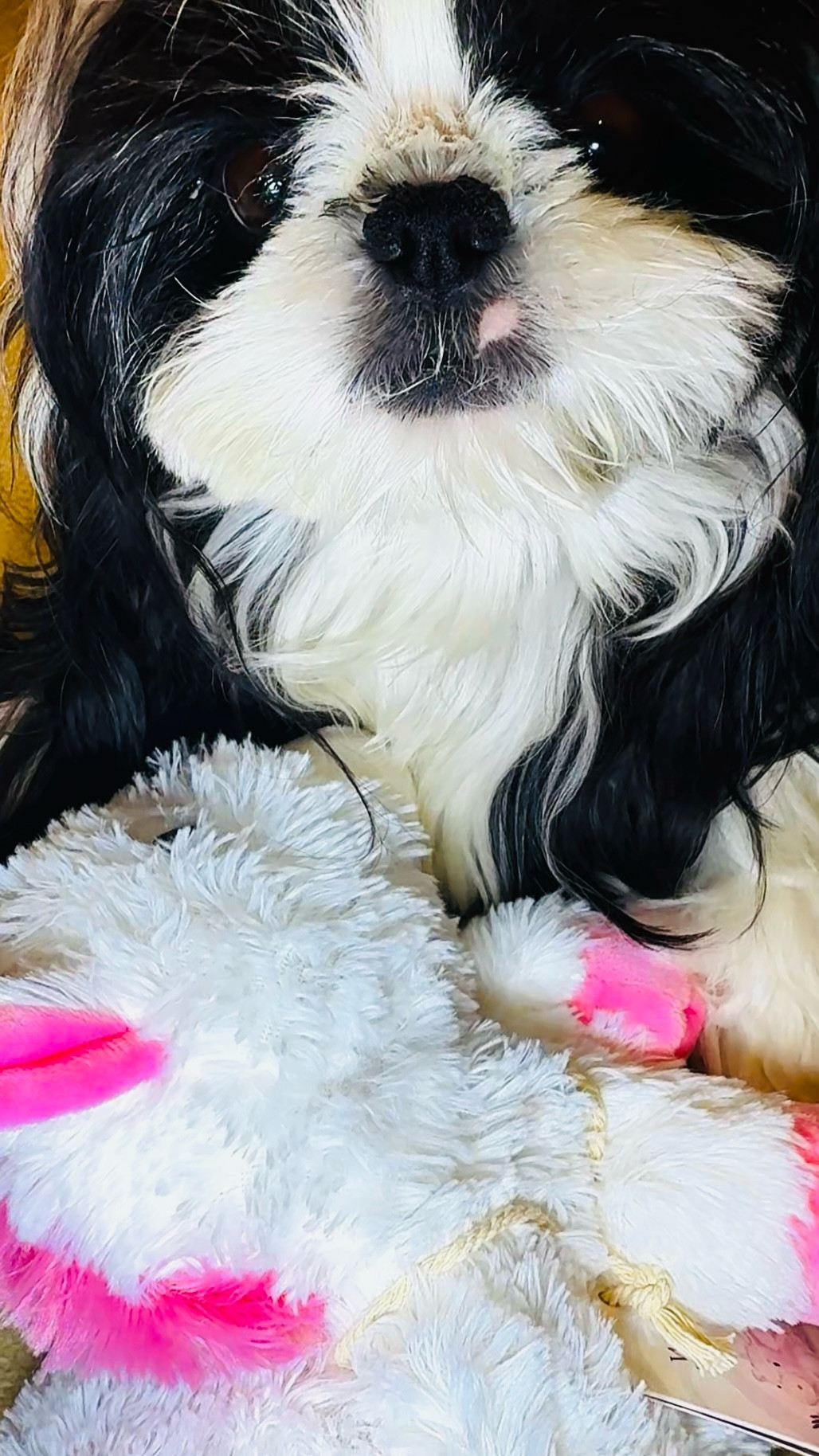 Warmies Unicorn is the cozy comfort find you didn’t even know you needed. This weighted plush stuffed animal can be warmed in the microwave for soothing warmth or chilled in the freezer for cooling comfort, making it perfect year-round. Soft, cuddly, lightly scented, and gently weighted, it’s ideal for relaxing at home, winding down before bed, travel days, stress relief, or gifting someone who loves comfort finds. The unicorn design is extra cute, and clearly Nirvana wanted to test it first. A perfect self-care gift, bedtime essential, and feel-good favorite. Nirvana the Shih Tzu 💋 Nirvana Approved

#LTKKids #LTKmomlife #LTKHome