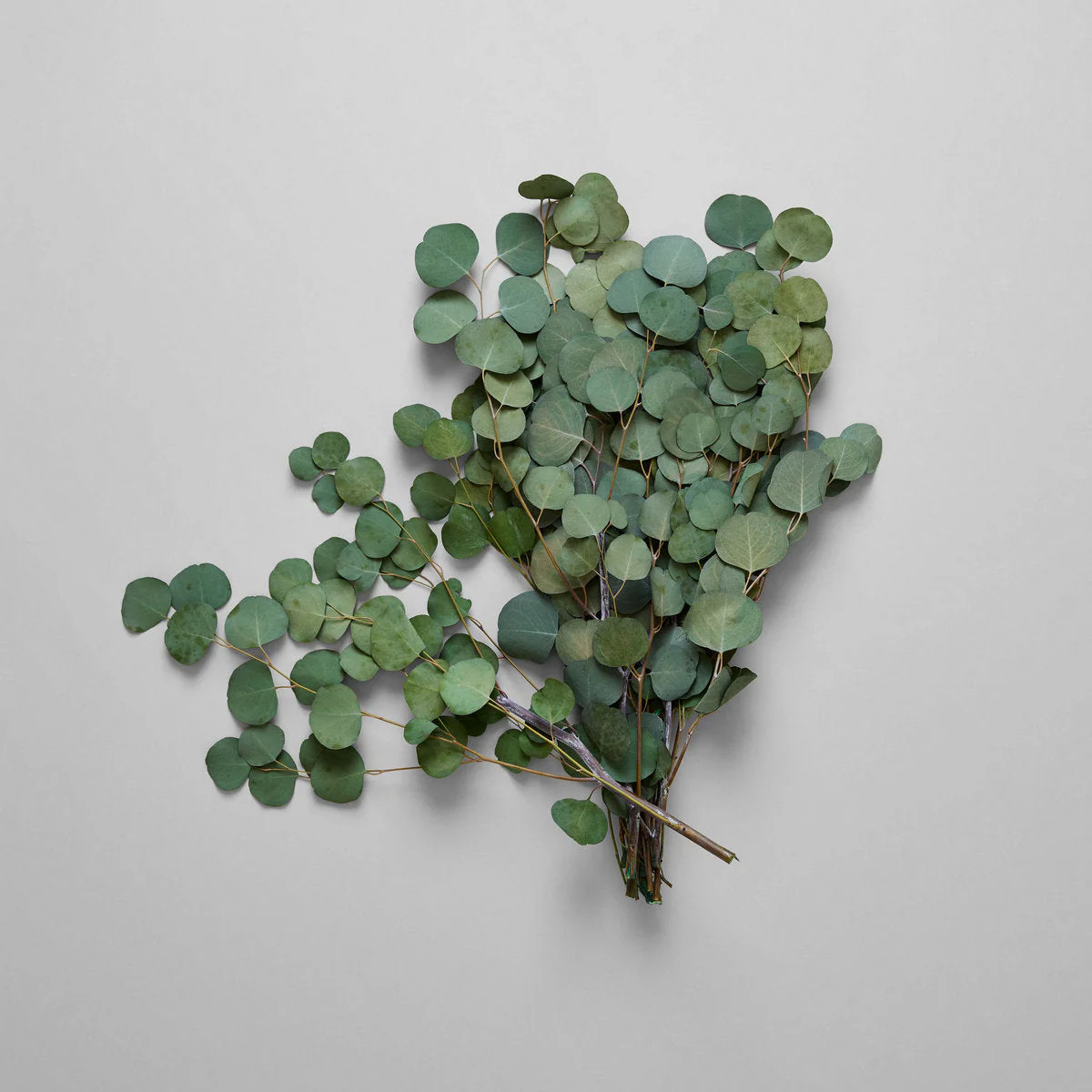 Preserved Silver Dollar Eucalyptus | Bloomist