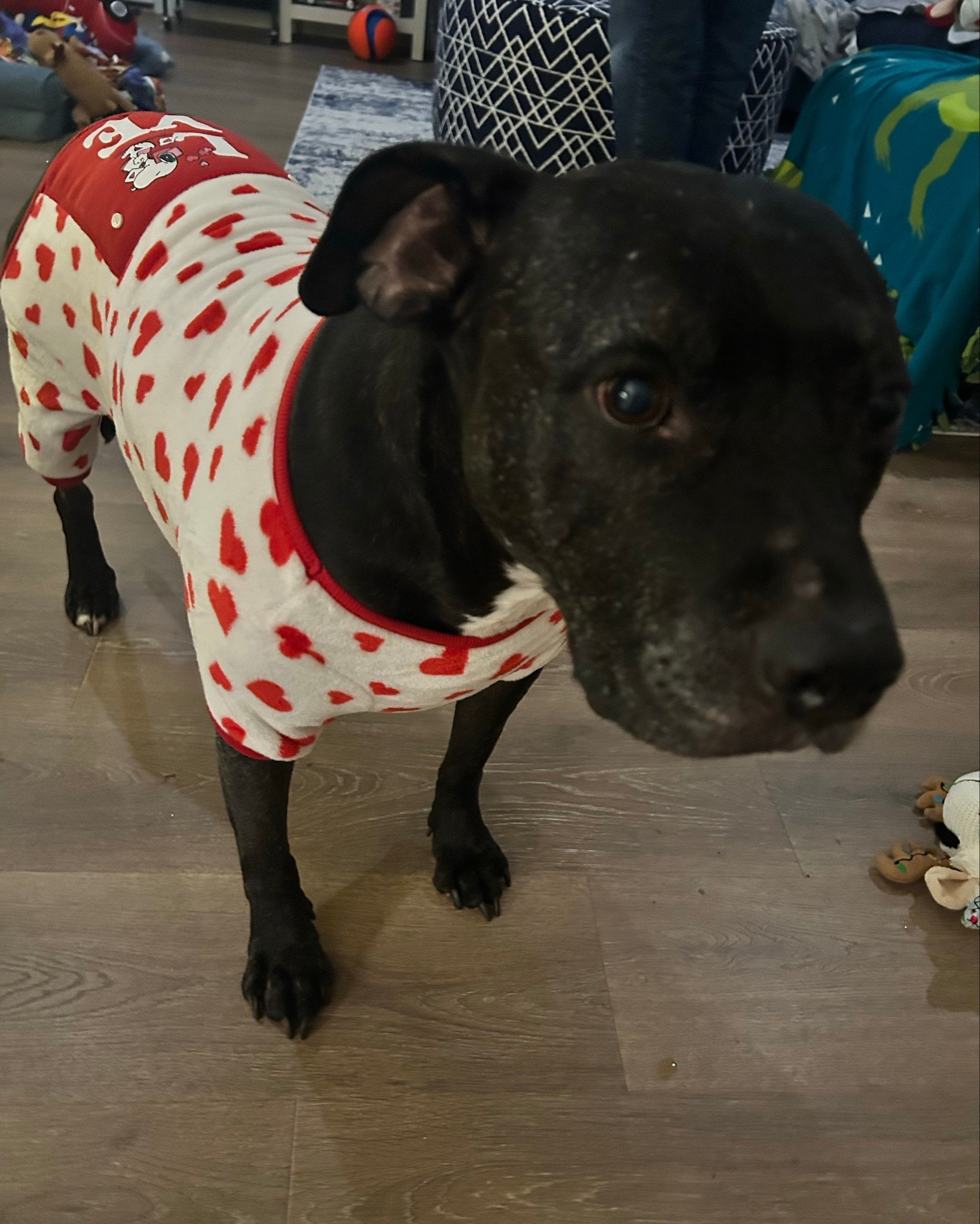 Under $10 Valentine Dog PJs ❤️


The CUTEST Valentine jammies are on major sale. For reference Zuma weighs 65 lbs and is in the XL ones. 

✨ 50% off
✨ Under $10
✨ Extra 20% off today

Such a good last-minute Valentine grab for your pup (or gift for a dog mom). Linking Zuma’s exact set + a few other heart finds ❤️

#LTKValentine #LTKmomlife #LTKSeasonal