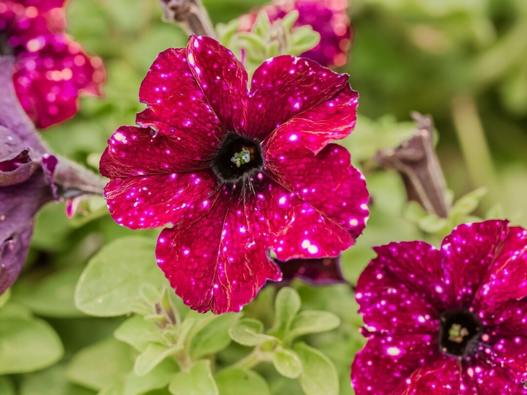 Galaxy Petunia Seeds  Night Sky Petunia  Red  50 Seeds  - Etsy | Etsy (US)