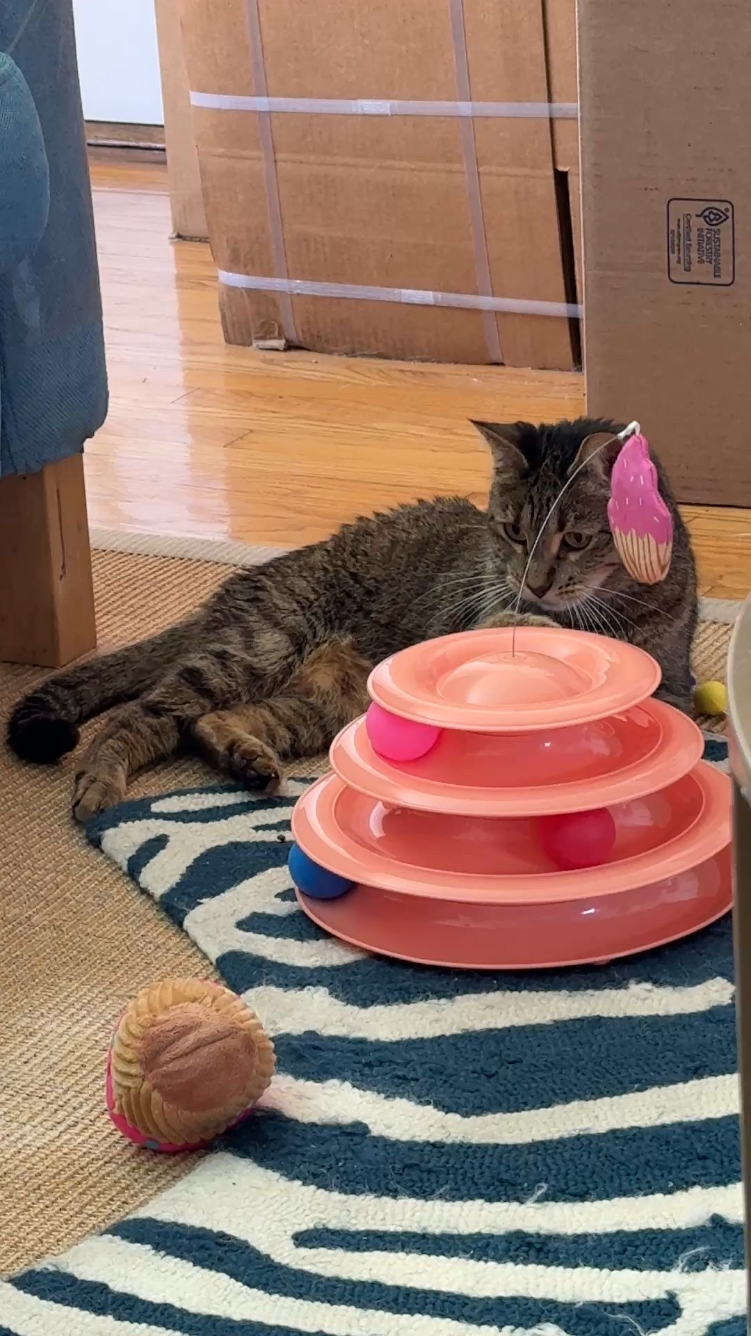 A few of my product favorites from @Chewy - Gemma loved her birthday gifts 🎁 #ChewyPartner

#LTKPets #LTKFindsUnder50 #LTKFindsUnder100