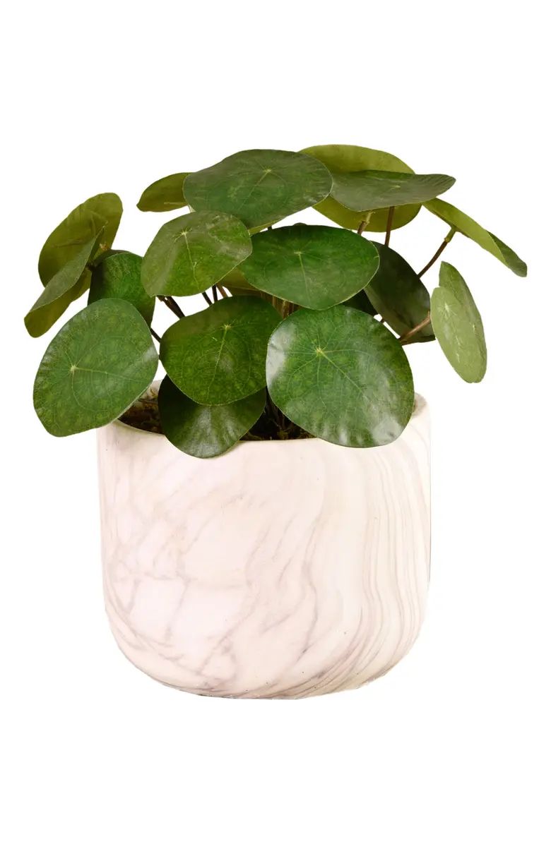 Potted Pancake Plant Planter Decoration | Nordstrom