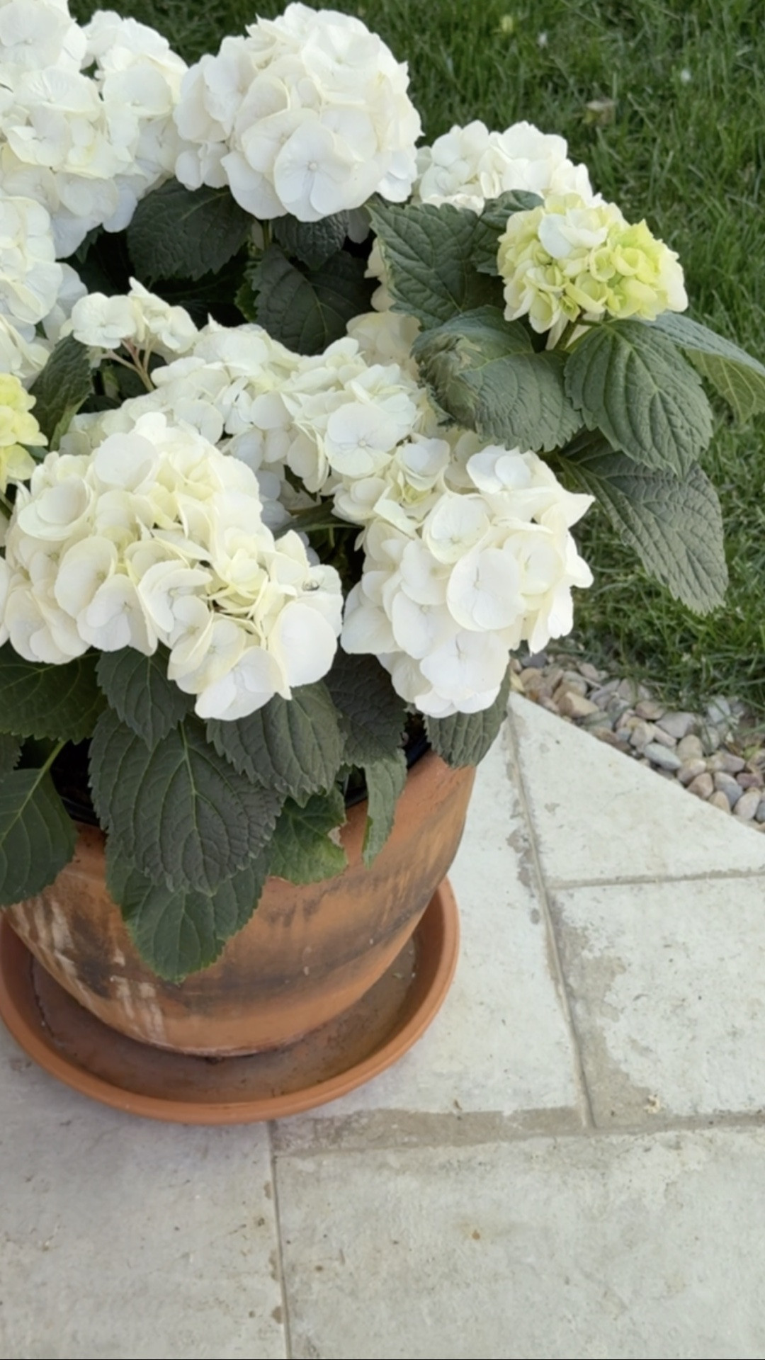 Classic planter picks... always looking toward terracotta and natural materials!

#LTKSeasonal #LTKHome