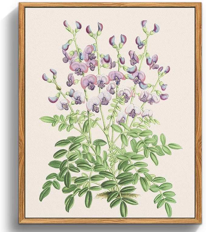 crmotu Botanical Framed Wall Art, Purple Pea Flower Canvas Painting, Rustic Floral Vintage Art Pr... | Amazon (US)