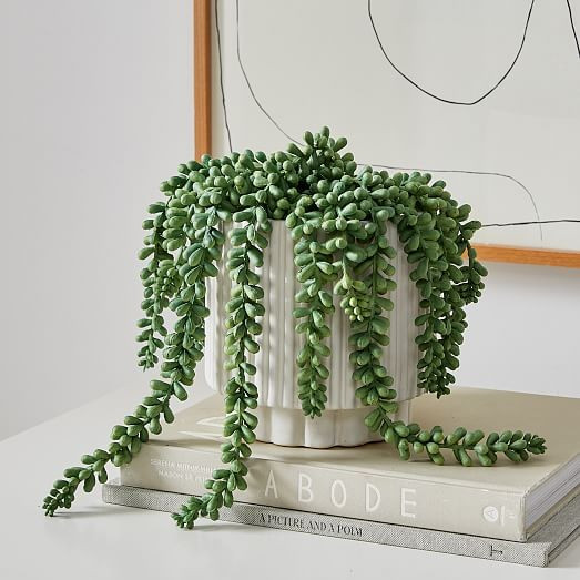 Faux Potted Donkey Tail Plant | West Elm (US)