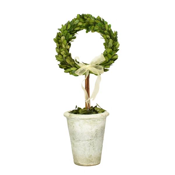 15" Preserved Boxwood Topiary in Vase | Wayfair North America