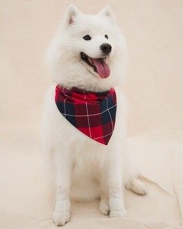 Family Pajamas Pet Bandana | SOMA