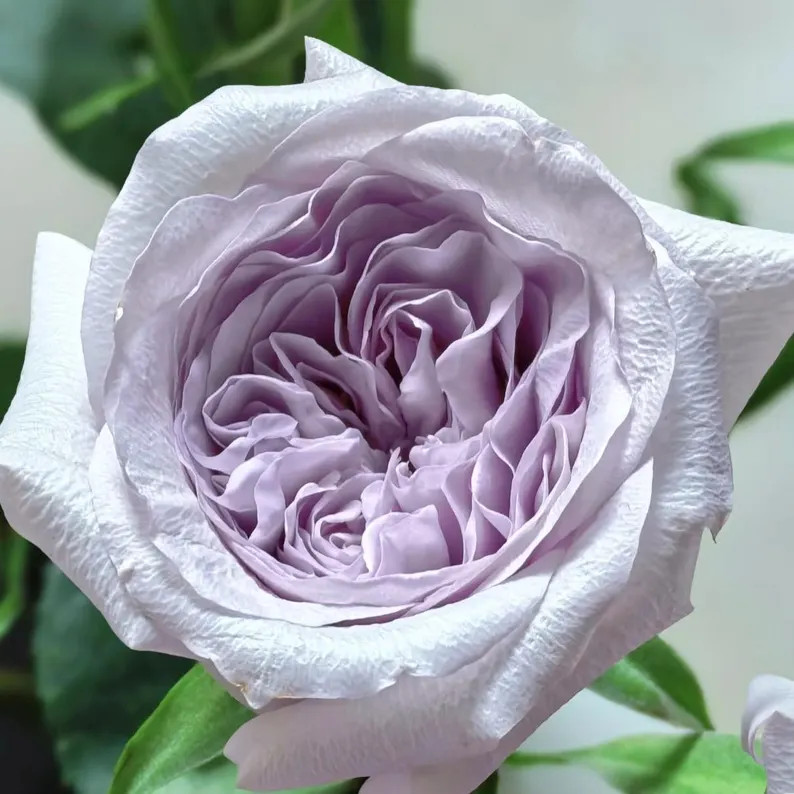 Purple o'hara. 紫荔枝 | Etsy (US)