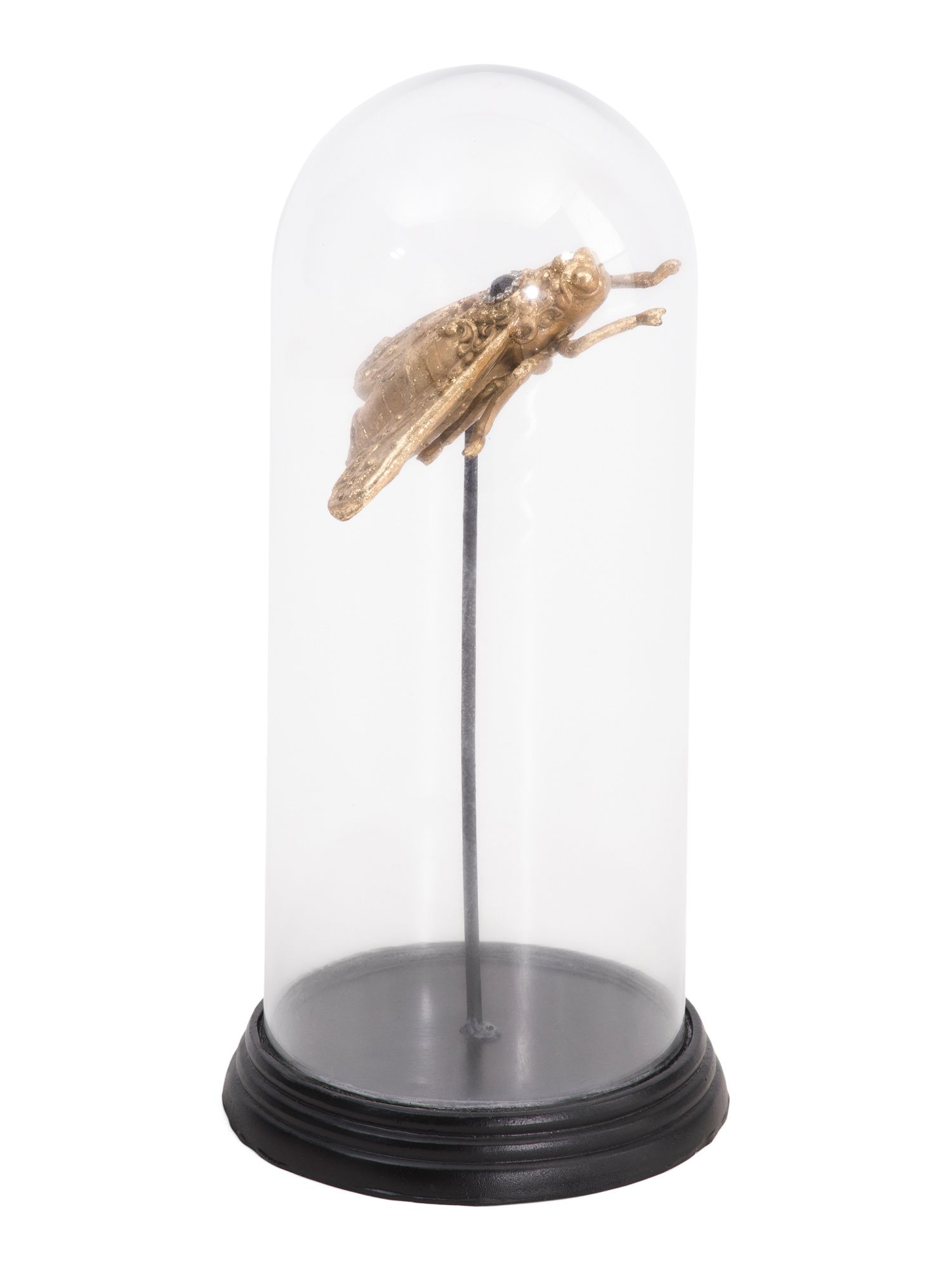 10in Insect In Cloche | TJ Maxx