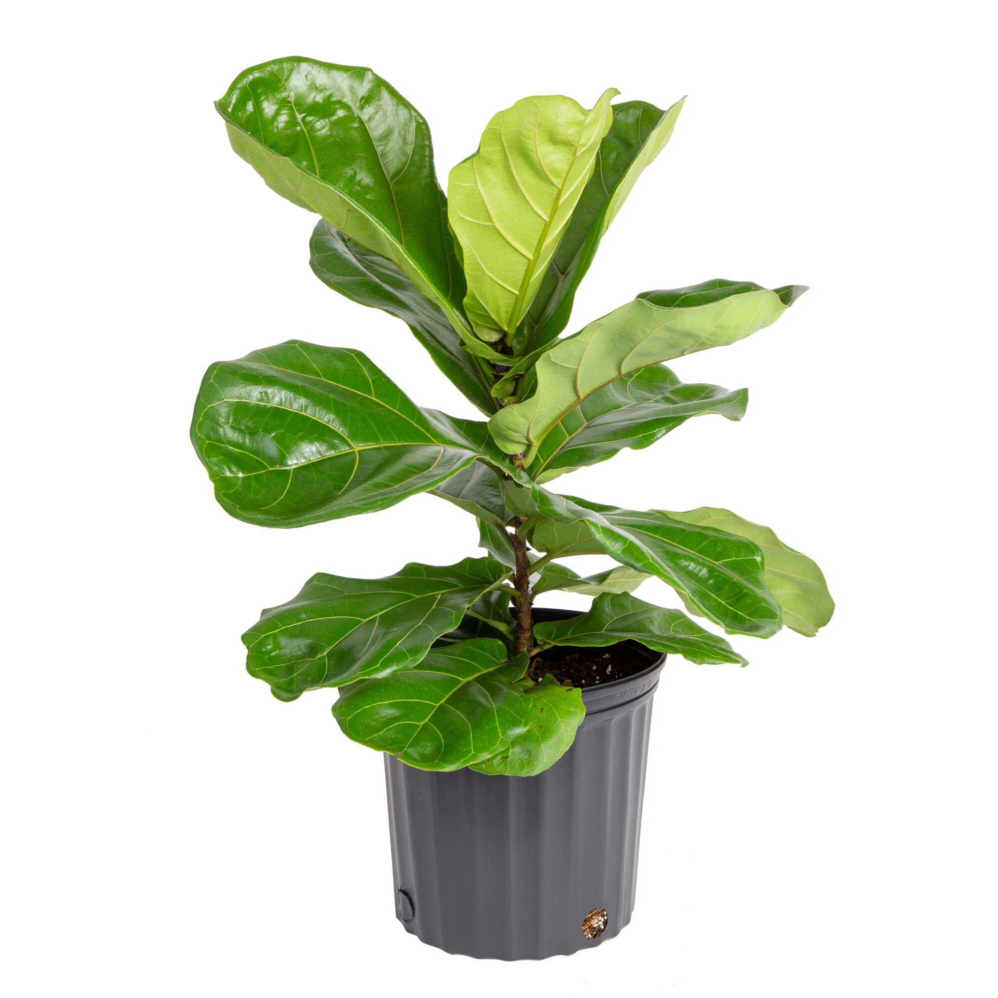 Costa Farms Ficus Lyrata Fiddle Leaf Fig Bush House plant in 10 Inch(es) Pot 1 -Pack one_size | L-2FL-G-POT-01-LW | Lowe's