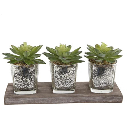 Succulent Plant in Decorative Vase | Wayfair North America