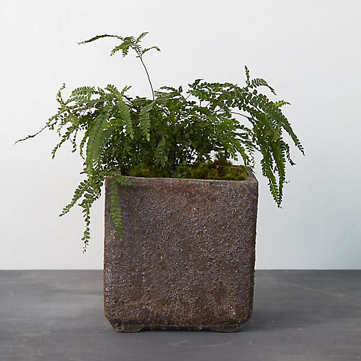 Barnacle Cube Pot | Terrain