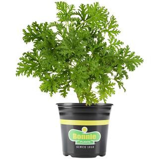2.32 qt. Citronella Plant | The Home Depot