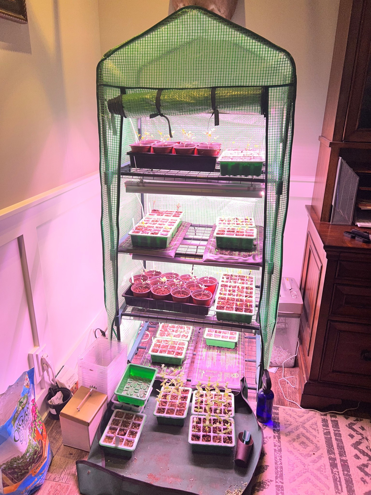All essentials for seed starting indoors for your garden. 

#seeds #garden #greenhouse

#LTKHome #LTKSeasonal