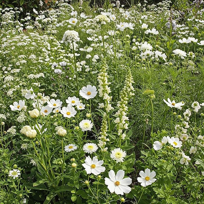 Ferry Morse Flower Seeds - White Mix, Non-GMO, Outdoor, Full Sun - 1 lb - Other | Amazon (US)