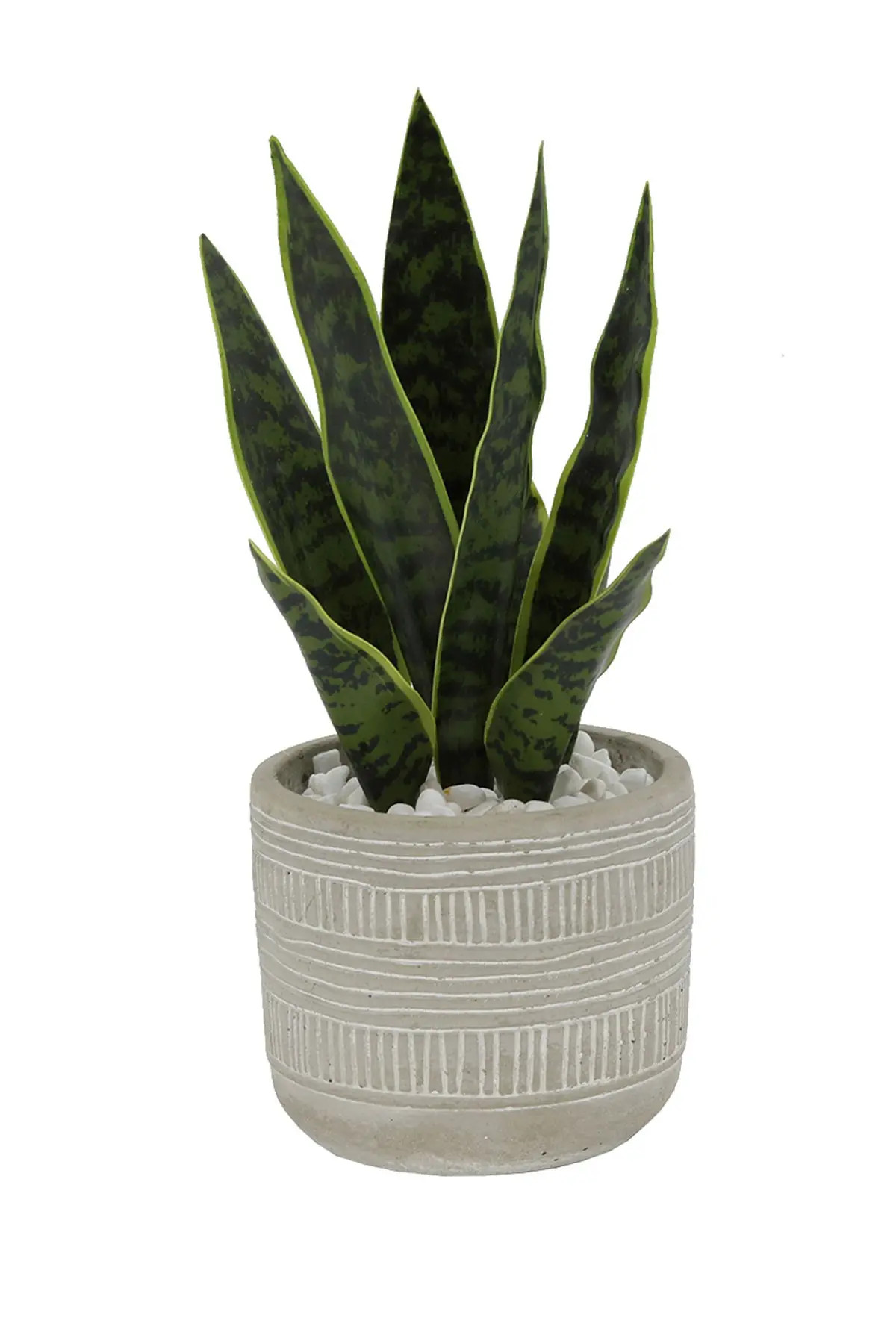 FLORA BUNDA 12"H Snake plant in 4.75" Pueblo Cement Pot at Nordstrom Rack | Nordstrom Rack