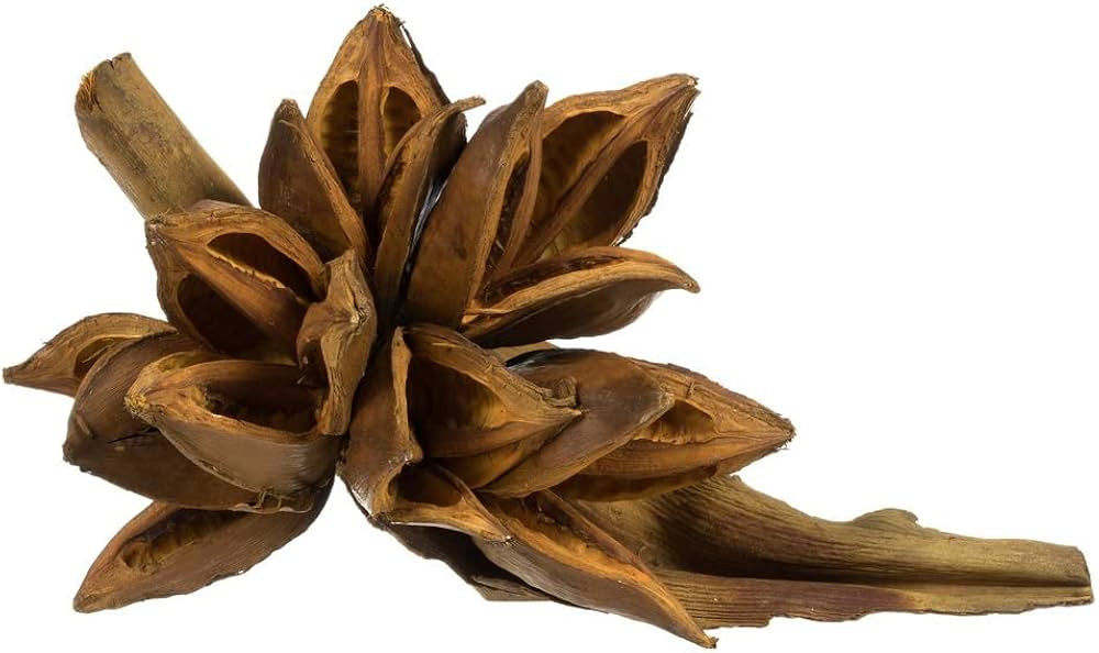 Vickerman 6" Aspen Gold Star Pod, 1 Piece, Dried | Amazon (US)