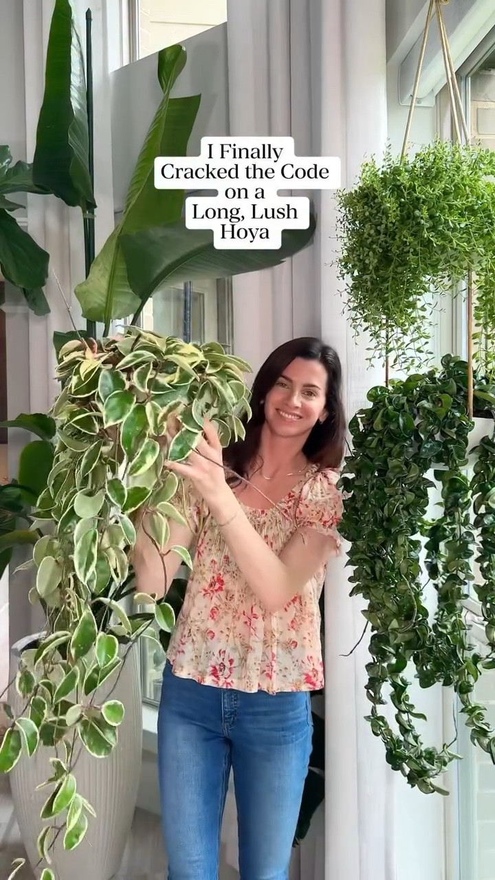 Comment “HOYA” for all the links! 🌿

Ready to take your Hoya to the next level? Here are 2 more tips you don’t want to miss:

4.	Give them as much indirect light as possible — the brighter the better!
5.	Fertilize every time you water. Keep it light and consistent and watch them take off.

Drop any Hoya questions below — I love geeking out over these plants! 🌱

#HoyaPlants #HoyaCare #PlantMom #HousePlantClub #PlantTips