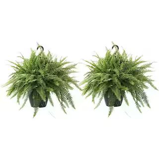 Costa Farms Boston Fern Plant in 10 in. Grower Pot (2-Pack) CO.BF10.PK2 - The Home Depot | The Home Depot