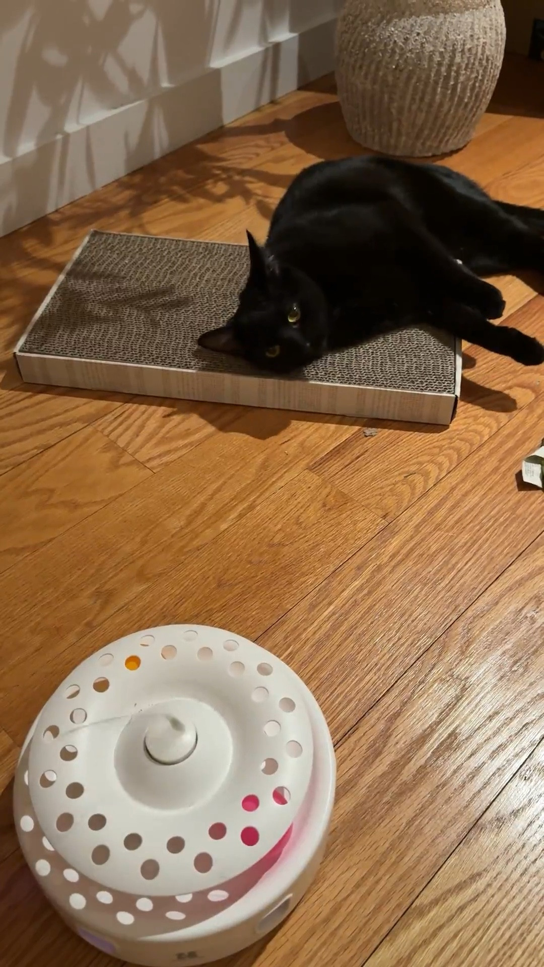 My cat’s favorite toys to play with 🐈‍⬛🖤 #cattoys #chewy #pets

#LTKootd #LTKdayinmylife #LTKmomlife