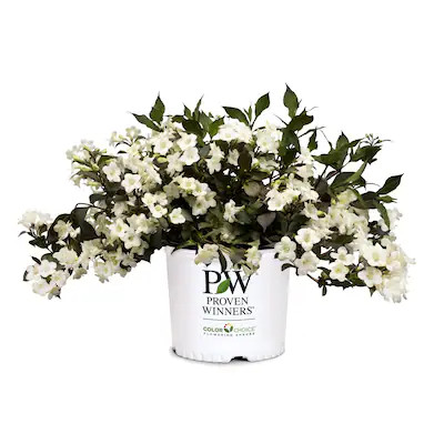 Wine and Spirits Weigela Shrubs at Lowes.com | Lowe's