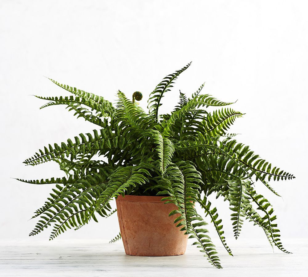 Faux Potted Boston Fern Houseplant | Pottery Barn (US)
