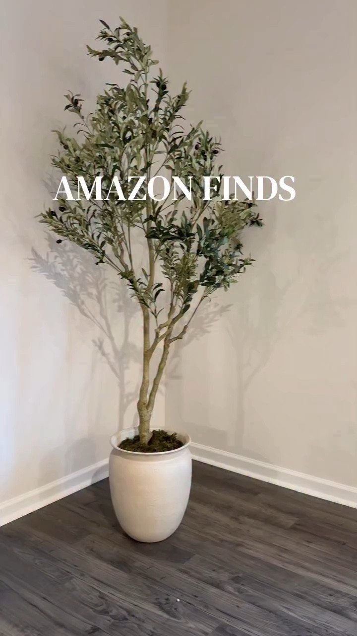 the perfect olive tree