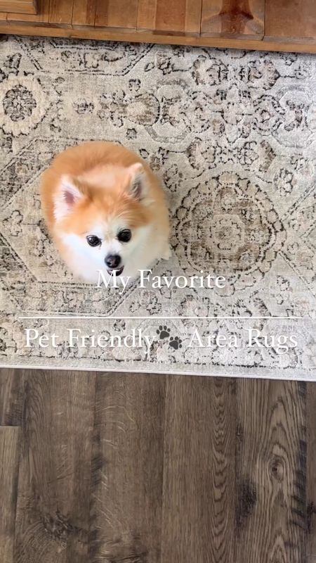 My favorite pet friend and stain friend area rugs! All of these are washable or shampoo friendly! Trust me these have been tried and tested by my dogs and my fiancé 😂


vintage area rugs. Washable area rugs. Wayfair area rugs. Neutral area rugs. Vintage distressed area rugs. Modern organic area rugs

#LTKstyletip #LTKhome #LTKFind