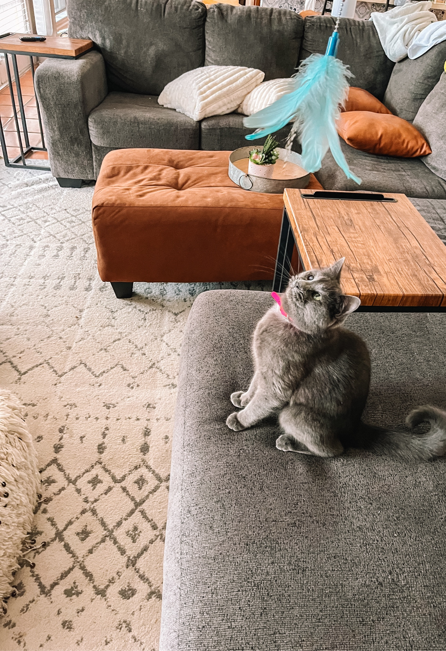 Matching our rescue kitty to our couch was part of the ✨ aesthetic ✨ for our living room. Everything is linked below (minus our kitty, JoJo)  

#LTKfamily #LTKkids #LTKhome