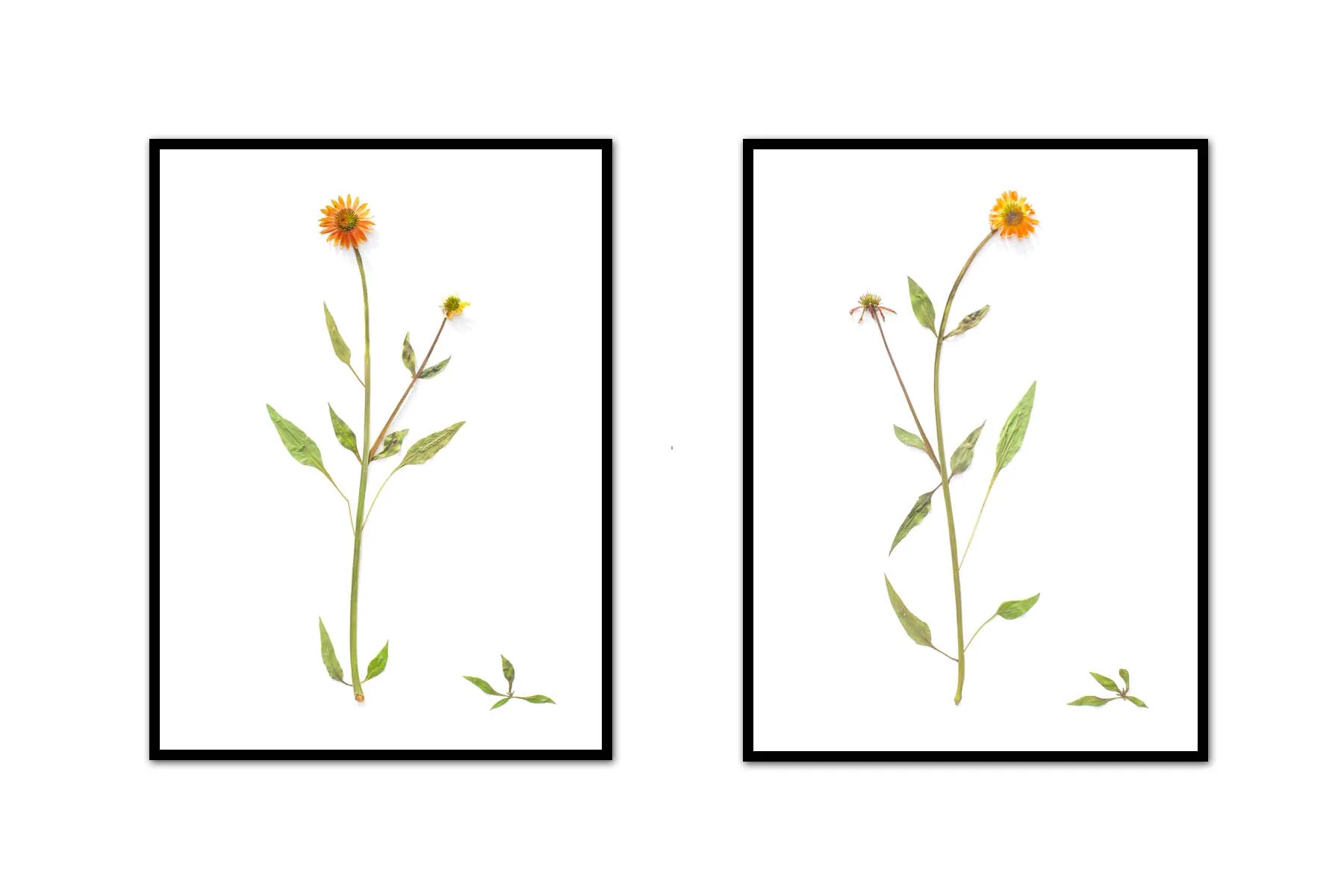 Coneflower Pair | Urban Garden Prints