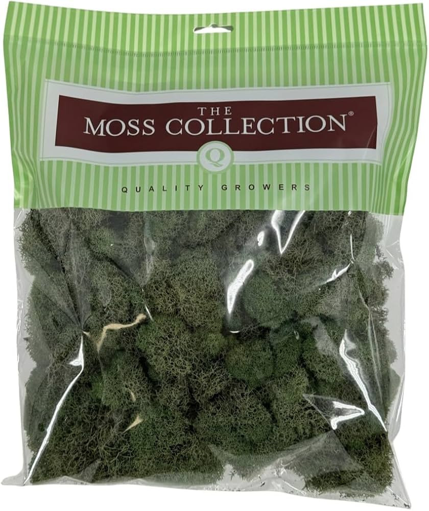 Preserved Reindeer Moss - Moss for Crafts, Home Decor, Art, Design & DIY Projects - Non-Toxic - USA Made (Basil, Medium) | Amazon (US)