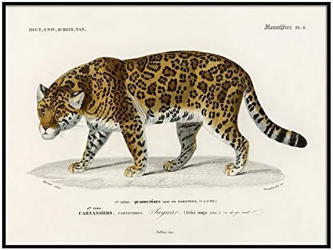 Jaguar Print, Antique Animal Painting, Vintage Drawing Poster Wall Art Decor, Vintage Old Print, ... | Amazon (US)