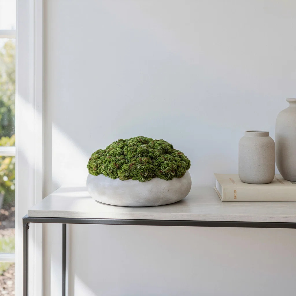Sedum Arranged in a Stone Planter | Wayfair North America
