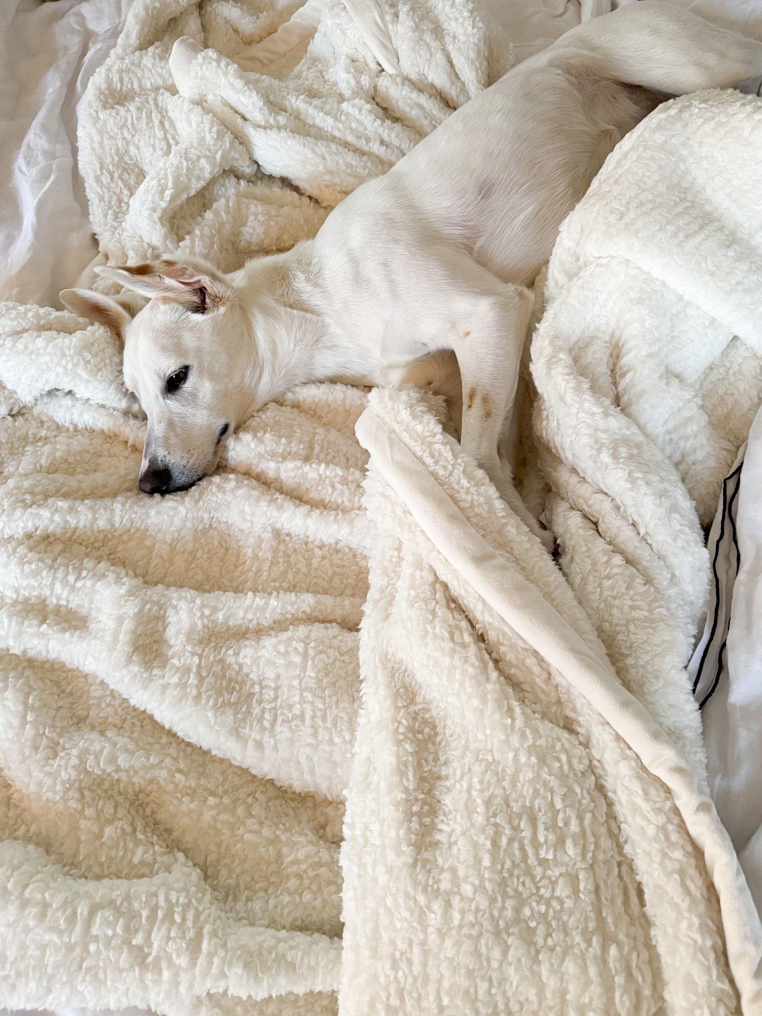 The new blanket that everyone in the house fights over and it’s only $34

#LTKGiftGuide #LTKFindsUnder50 #LTKHome