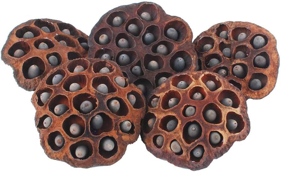 NWFashion 5PCS Decorative Vase Filter Artificial Lotus Pods with Seeds (8-10CM) | Amazon (US)