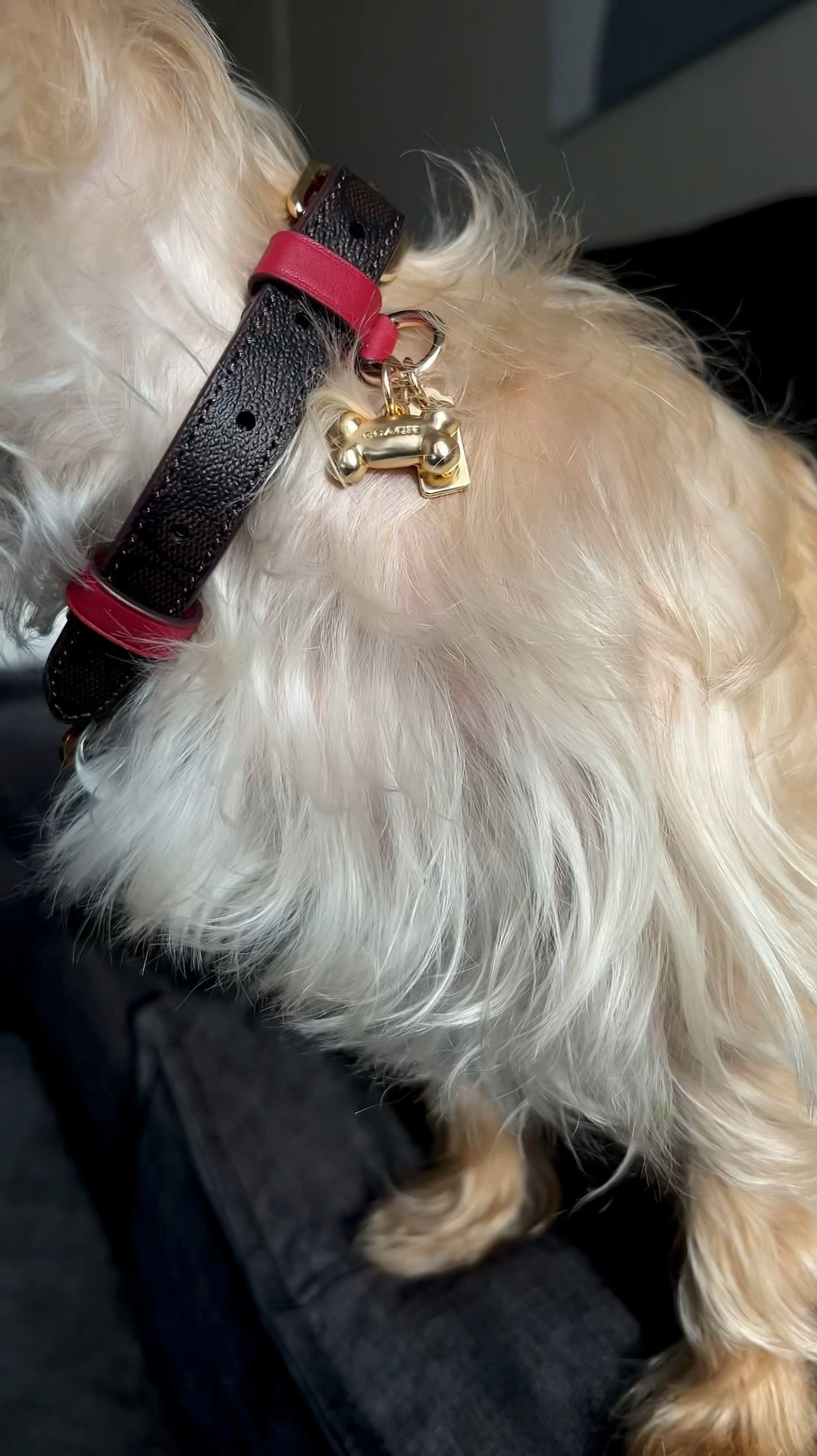 For the stylish pet!

#LTKFindsUnder50 #LTKGiftGuide #LTKFamily