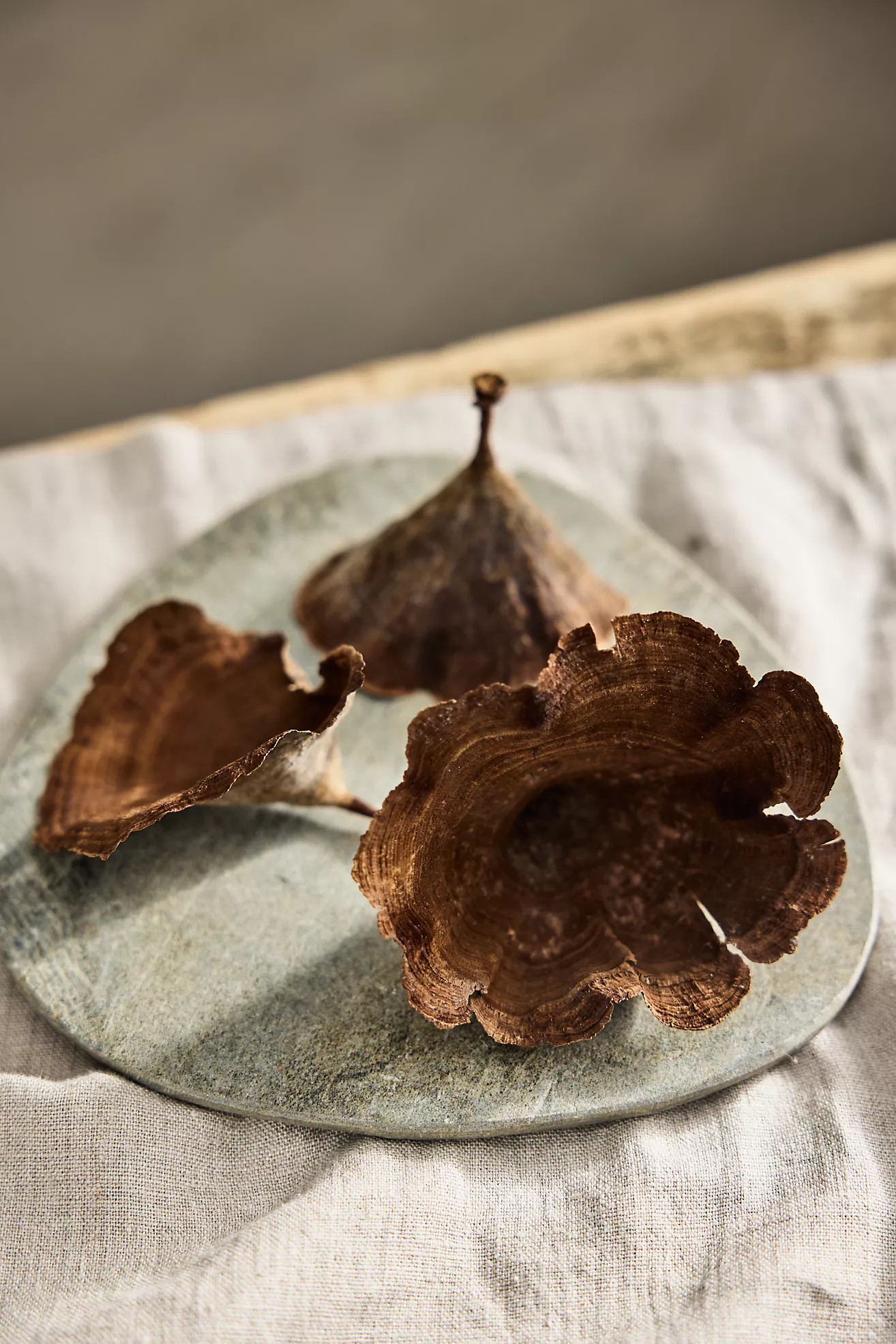 Preserved Woolly Chanterelles | Terrain