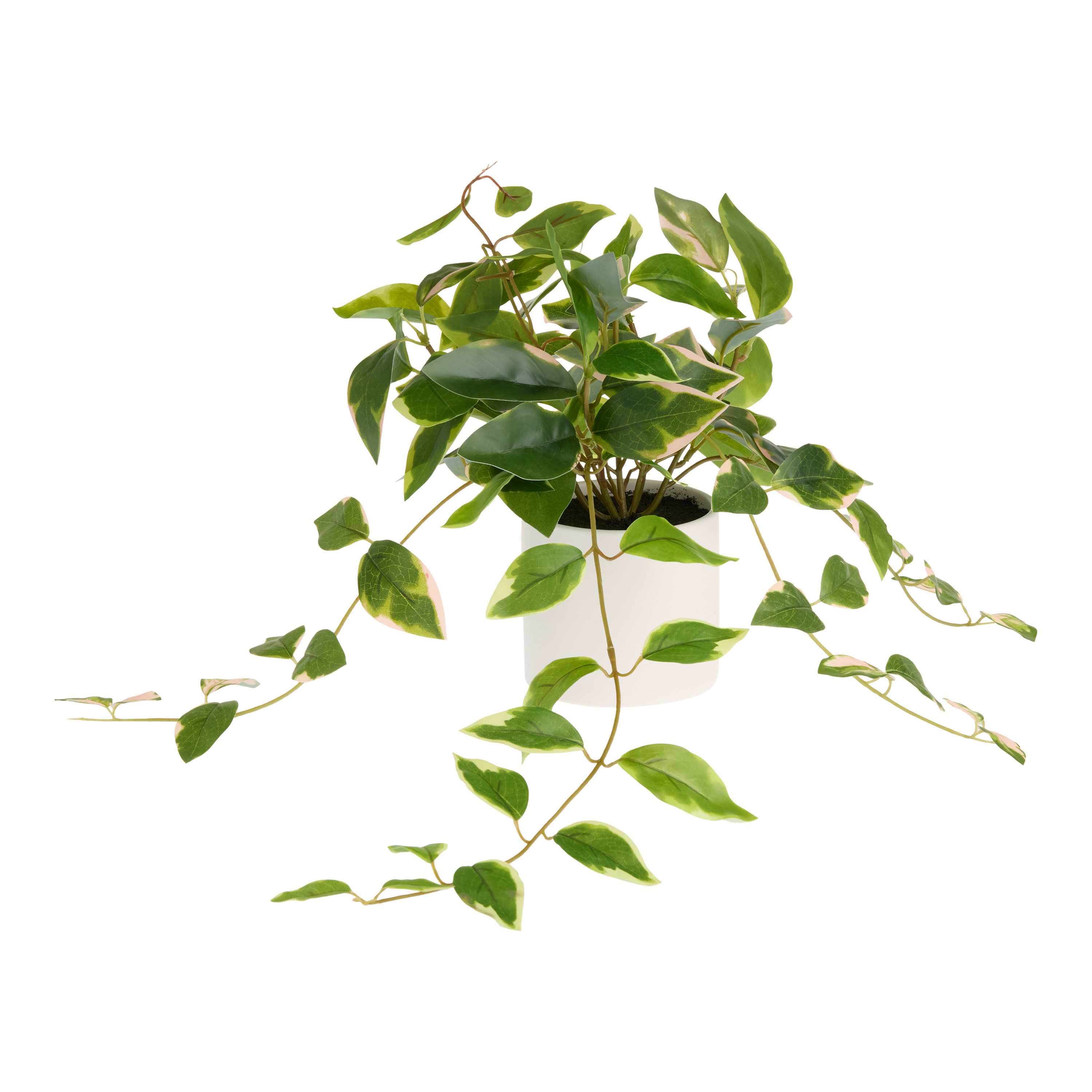 Faux Pink Variegated Ficus Plant in White Porcelain Pot | World Market