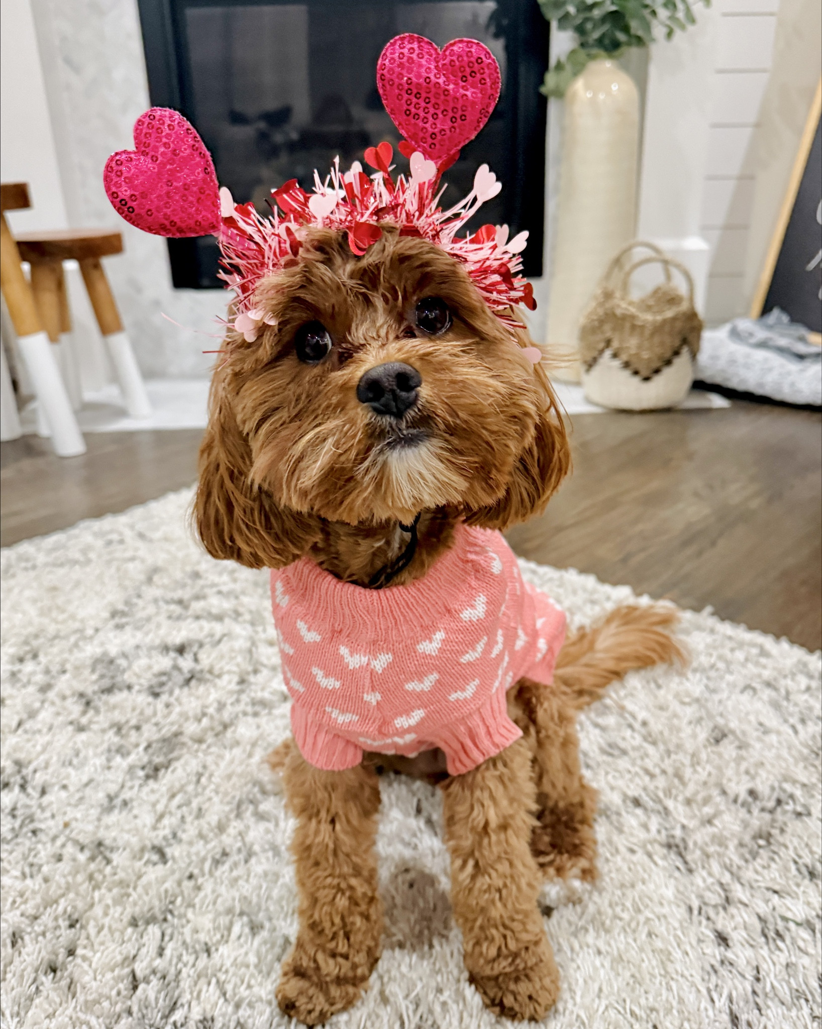 Bumi is ready for Valentine's Day! Got her this cute pink sweater on Amazon - she's wearing a L & is 16 pounds (it was less than 7 bucks). Then I got this cute little dog gift pack. It came with a heart scarf, headband, pig toy, and plush heart toy with a rope. I put it in a basket I already had & added a bag of treats I picked up while grocery shopping!

Puppy Valentine's gifts from Amazon!

#LTKSeasonal #LTKmomlife #LTKValentine
