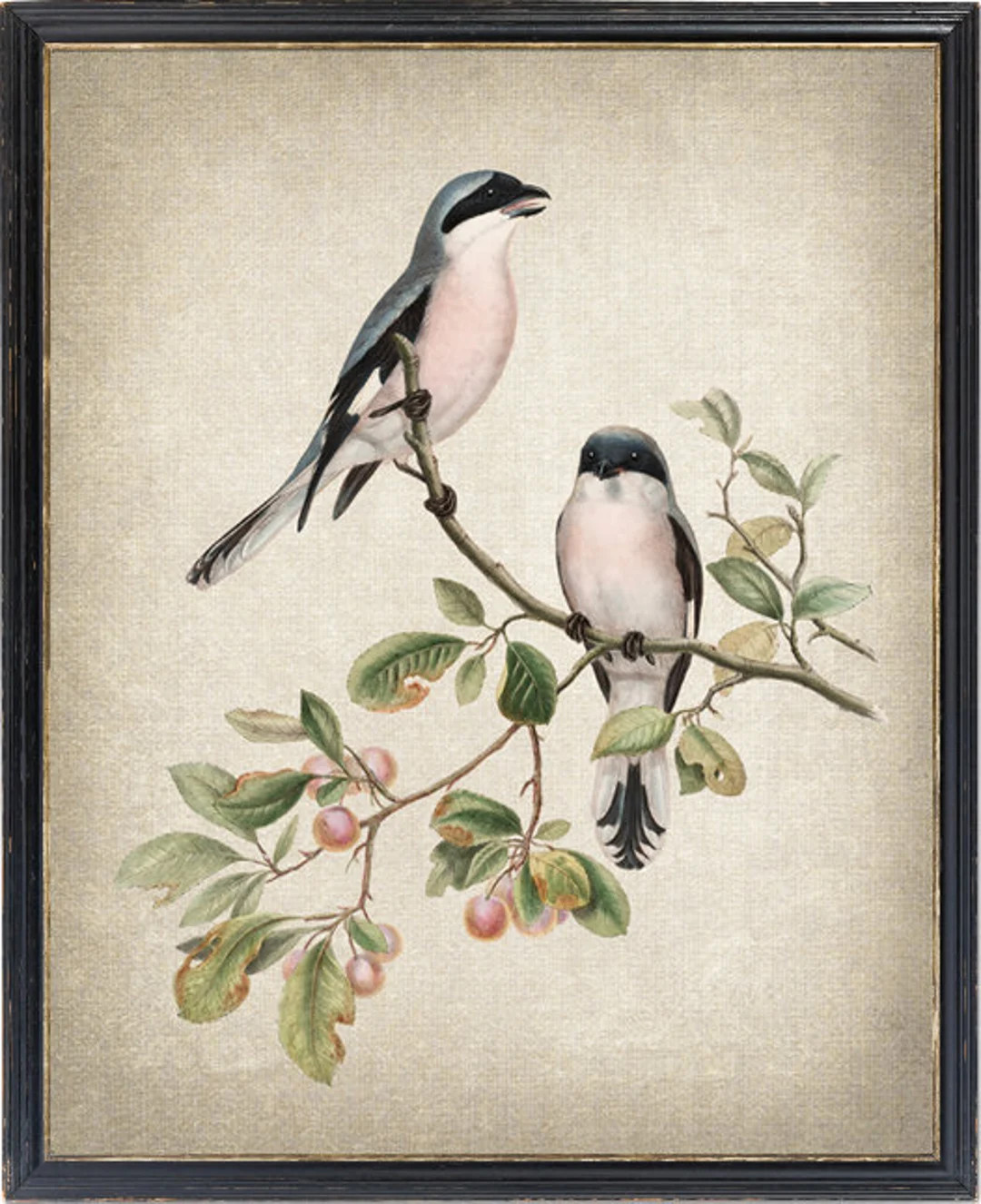 Bird Printable, Rose Breasted Shrike Antique Illustration, Instant Wall Art Print, Digital Downlo... | Etsy (US)