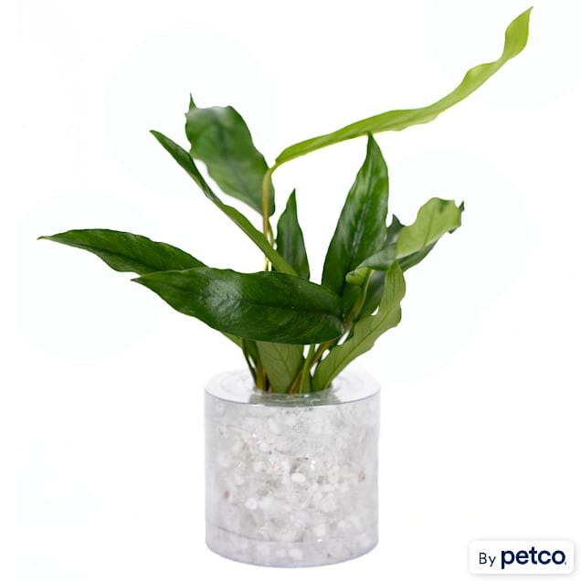 Anubias afzelli - Aquarium Tube Plant, Small | Petco